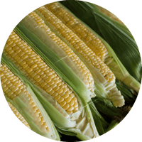 corn_circle_image